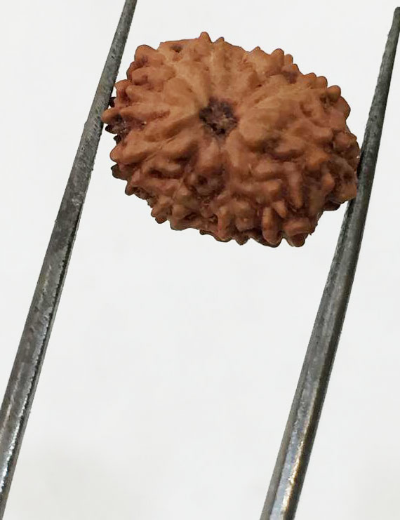 11 Mukhi Indonesia Certified Rudraksha- size - 13.50 mm
